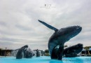 國立海洋生物博物館