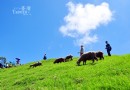 清境農場青青草原