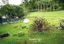 日月潭孔雀園