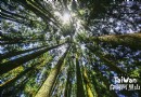 阿裡山神木群