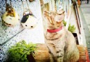 猴硐