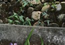 虎頭山公園