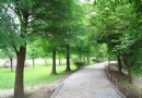 古坑綠色隧道