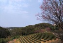 台灣機場捷運新景點櫻花茶園 隱藏版都會幽境