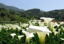 2017陽明山海芋季准備開始！目前已經陸續開花