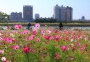 台北花海新秘境 大波斯菊美不勝收