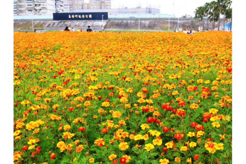 周末假日不妨到河濱賞花。（圖片來源／台北市觀光局）