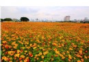 台北市馬場町萬花盛開 孔雀草花海超浪漫
