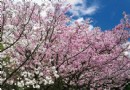 去陽明山竹子湖賞海花芋