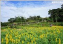 貓空附近魯冰花綻放 季節限定金黃花海賞花必來