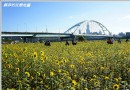 台北彩虹河濱公園向日葵花海 黃澄澄一片美不勝收