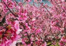 台北內湖春節好去處！白石湖同心池，樂活公園賞櫻趣