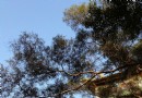 肇慶星湖風景名勝區