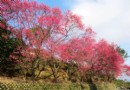 台北賞櫻，杏花林陽明山看美景！