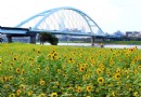 向日葵花海 台北免費賞花景點 春節賞花打卡好地點