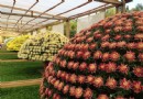 【賞花之旅】菊世聞名，士林官邸菊展秋風詠菊！