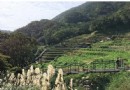 【賞花之旅】秋意濃！竹子湖青楓步道，南港落羽松黃金季