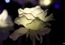 LED白玫花海 台灣“游”喔！