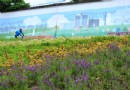 帶另外一半去哪裡約會，台北河濱公園花海綻放