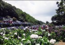 台北市湖田社區繡球花海 五彩缤紛朵朵開