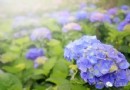繡球花開的漫山遍野，記得要把陽明山收入你的旅行攻略中哦！