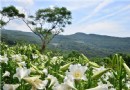 白石湖初夏輕旅行，百合萱草橘白競艷！