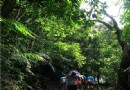 綠色小森時光 「碳」訪大崙頭