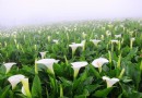 海芋、蘭花爭妍　春天來台北賞花