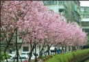 台北捷運即可達的吉野櫻木花道~