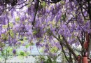 台北也能賞紫籐！ 藍紫色花季浪漫展開