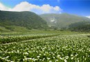 陽明山海芋季登場 竹子湖花開正好