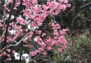 中正紀念堂 山櫻花粉宮梅綻放