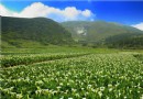 【賞花之旅】竹子湖海芋季，悠游草山滿山春色！