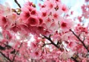 賞櫻正是時侯 24條櫻花步道全公開