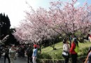 陽明山花季登場 茶花櫻花朵朵開