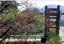 霸王寒流來襲 賞雪熱點陽明山交通情報