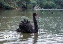 候鳥紛到台北動物園過冬 黑天鵝“霸氣”趕雁鴨