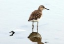 大「約」在冬季 台北河濱賞鳥趣