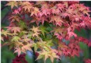 台北楓葉紅了 騎著單車菁山社區賞楓去