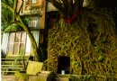 發現台北神秘樹屋 天外奇蹟場景現身信義區！