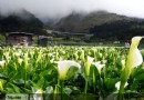 海芋花開！竹子湖六大溪畔步道浪漫走春