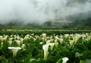 與愛人攜手陽明山海芋季