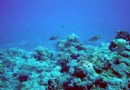 玉琢礁