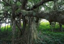 居丁珍稀動物園