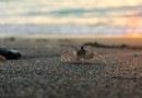 黑沙海灘