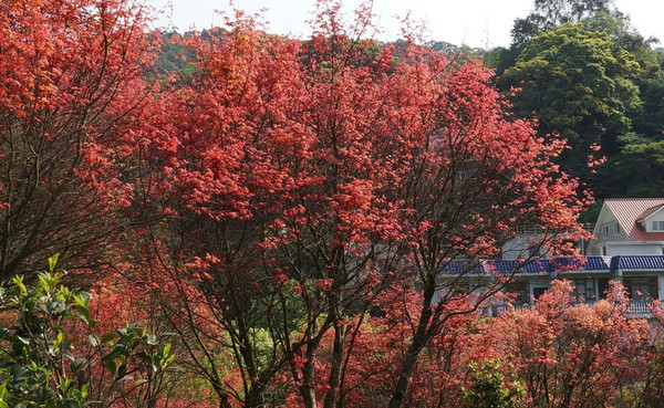 台北圖片