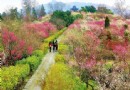 梅花山