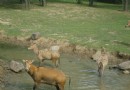 茱萸灣公園