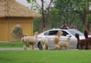 常州淹城野生動物園