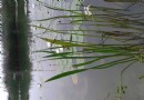雲龍公園